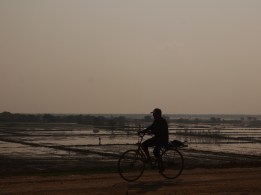 Bike ride near the rice paddies