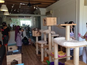cat cafe