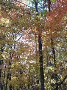 528593_10100116768761995_1644268726_n-1