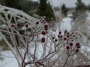 1493173_10100397525293655_1235020113_n