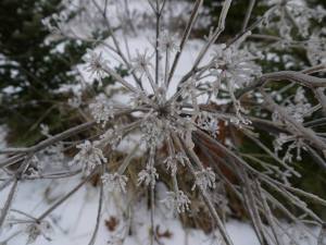 1506736_10100397524984275_644816372_n